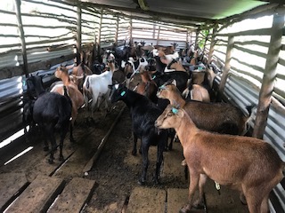 Second view of the goat house in the submitted field report