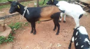 Mubende goats shown in the submitted field report