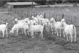 Savanna goat herd shown in the submitted field report